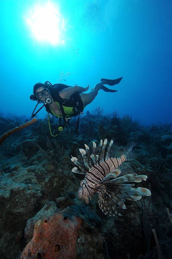 Lion Fish - Foto tirada por David Volkert